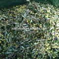 Hochwertiges spätestes 95g einige Olivenernte-Netz